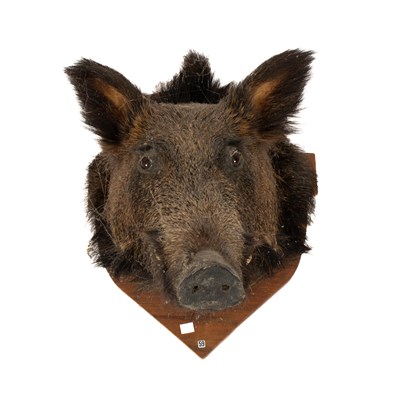 Lot 489 - A taxidermy 20th Century Eurasian Wild Boar head