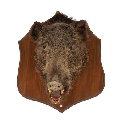 Lot 490 - A taxidermy Continental Wild Boar head