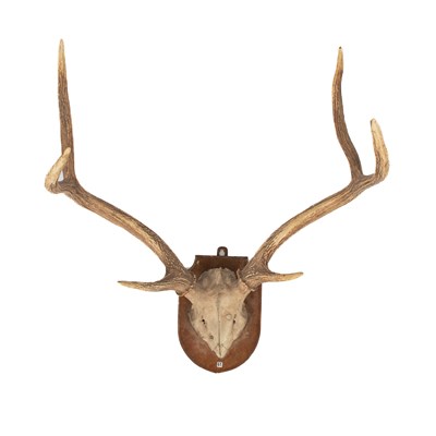 Lot 491 - A taxidermy Chital Deer