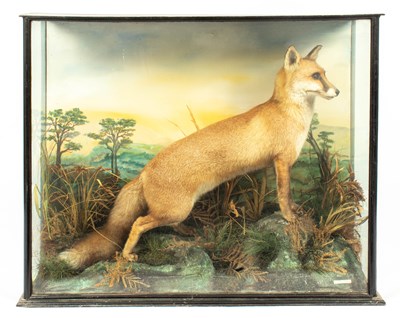 Lot 492 - A taxidermy 20th Century cased Red fox