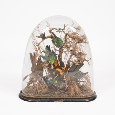 Lot 493 - A taxidermy late Victorian dome display of birds of paradise