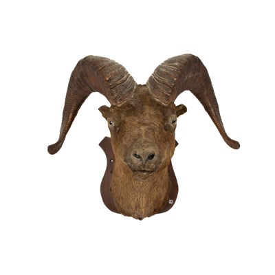 Lot 494 - A taxidermy Bighorn Ram head and neck mount