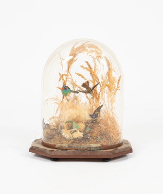 Lot 495 - A taxidermy late Victorian dome containing various birds of paradise