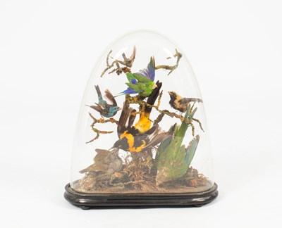 Lot 496 - A taxidermy bird of paradise dome display