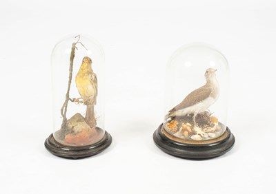 Lot 497 - A taxidermy Canary
