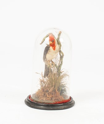 Lot 498 - A taxidermy Red crested Cardinal
