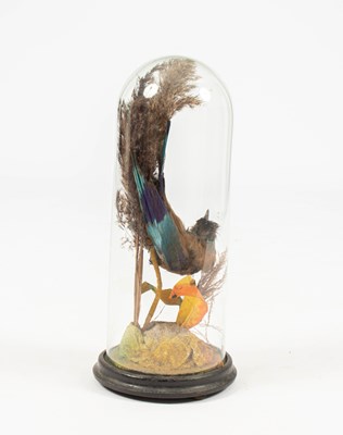 Lot 499 - A taxidermy Eurasian Roller bird