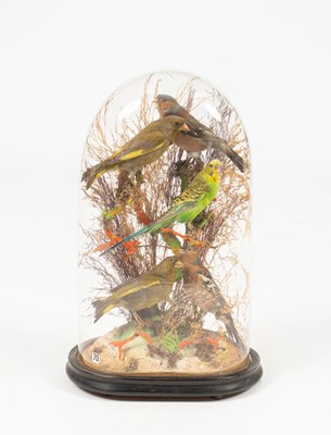 Lot 500 - A taxidermy dome diorama of finches
