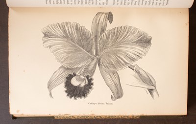 Lot 819 - [Veitch Orchids]