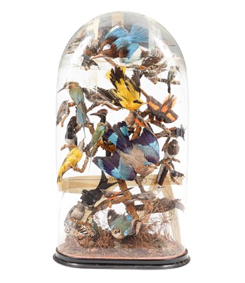 Lot 423 - A taxidermy bird of paradise dome display