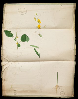 Lot Shaikh Zain-al-Din (fl. 1777–1782)