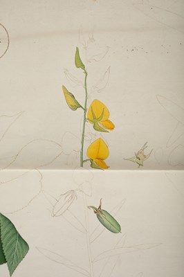 Lot Shaikh Zain-al-Din (fl. 1777–1782)