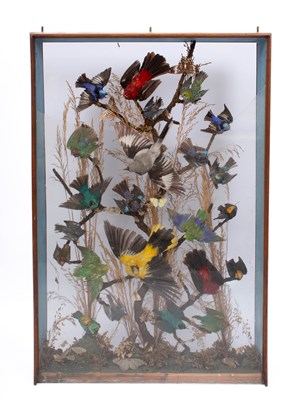 Lot 422 - A taxidermy case of various birds