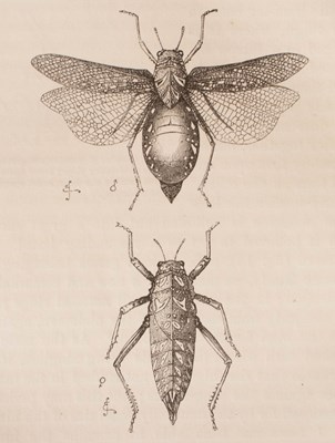 Lot 871 - Darwin (Charles) The Descent of Man