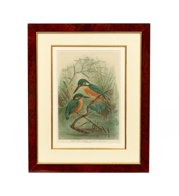 Lot 479 - Gould (John and Richter, HC)