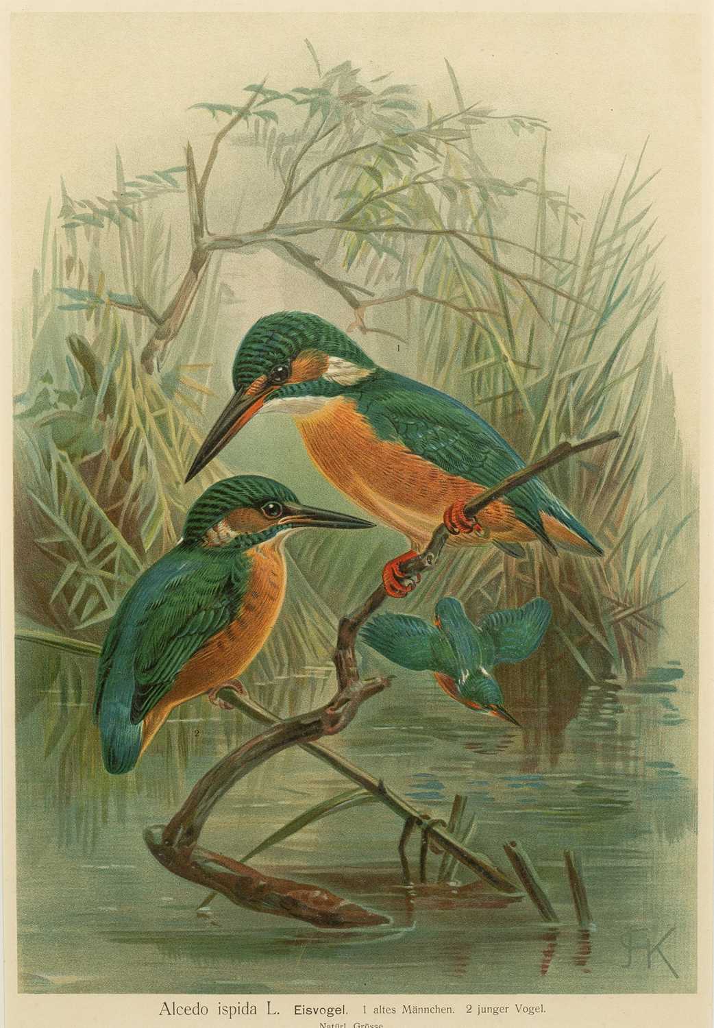 Lot 479 - Gould (John and Richter, HC)