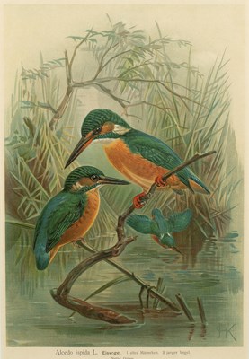 Lot 479 - Gould (John and Richter, HC)