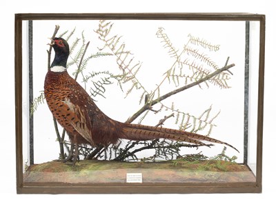 Lot 424 - A taxidermy cased ring neck pheasant