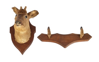 Lot 425 - A taxidermy roe deer head mount