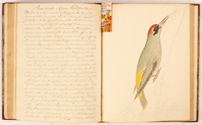 Lot 688 - Justice (Francis) Two Manuscript Volumes of British Birds after Nature